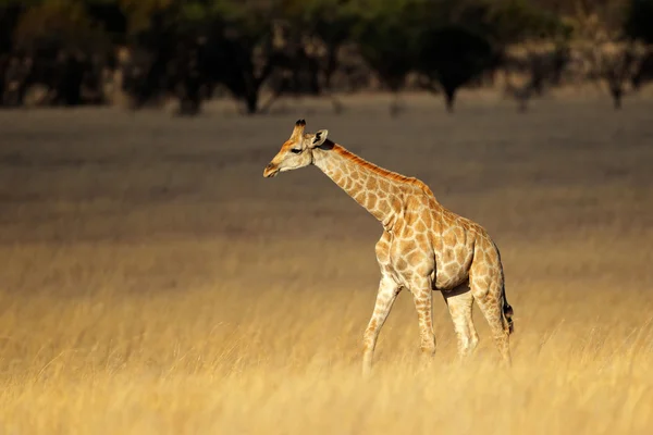 Giraff i öppen gräsmark — Stockfoto