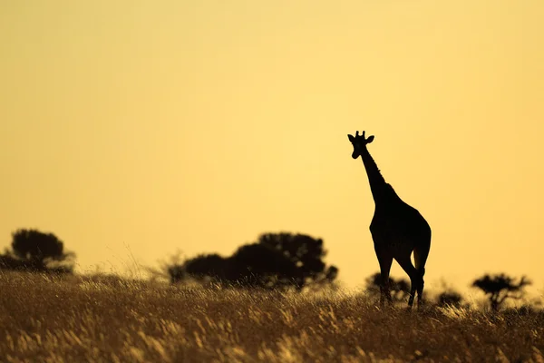 Silhouette girafe — Photo