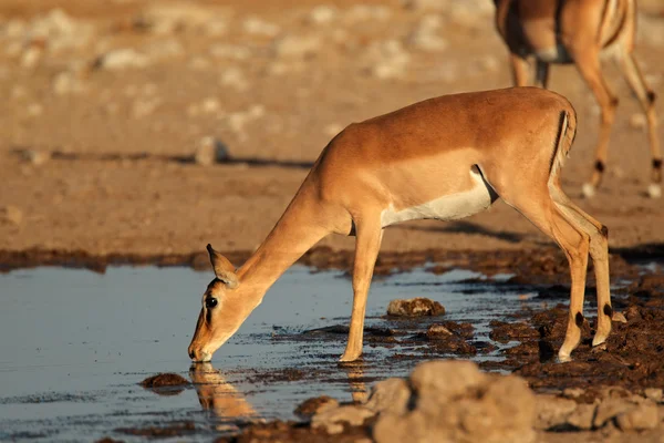 Impala-Antilope am Wasserloch — Stockfoto