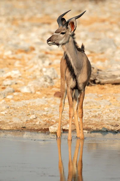 Kudu antilopa — Stock fotografie