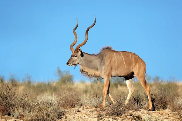 Antilopa Kudu — Fotografie, imagine de stoc