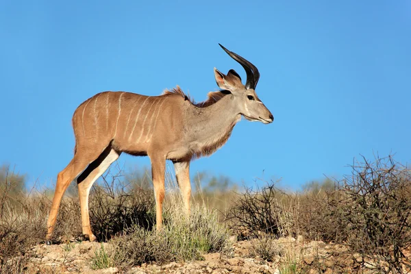 Αντιλόπη kudu — Φωτογραφία Αρχείου