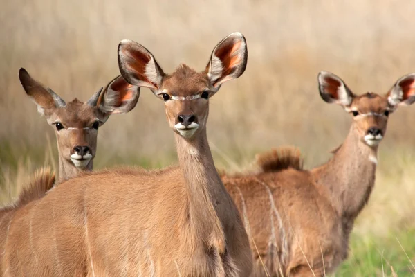 Kudu antilopları — Stok fotoğraf