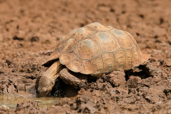 Agua potable de tortuga leopardo — Foto de Stock