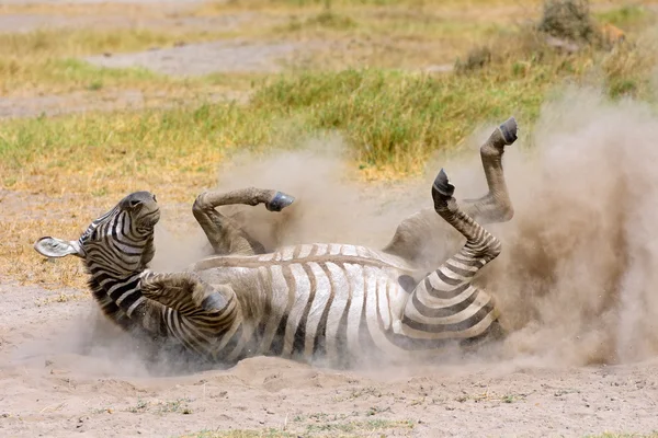 Plains Zebra in dust — Stock Photo, Image