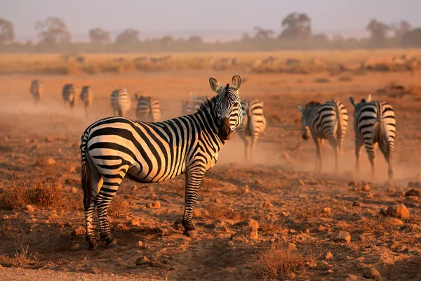 Równiny zebry — Zdjęcie stockowe