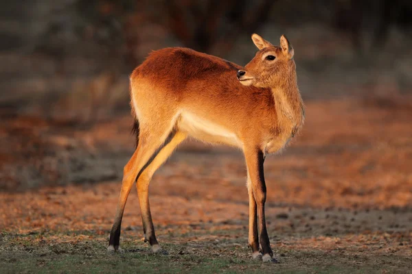 Red lechwe antelope — Stock Photo, Image