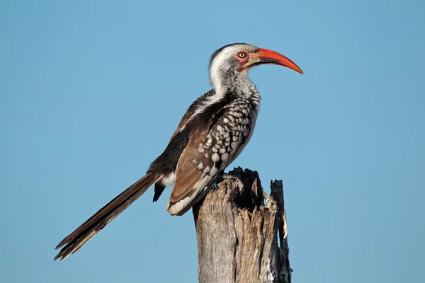 Červená účtoval hornbill — Stock fotografie