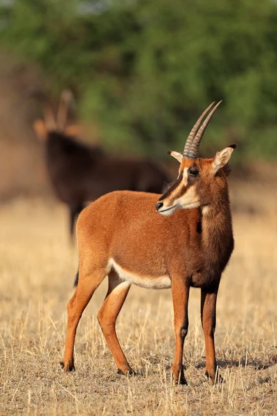 Sable antelope — Stock Photo, Image