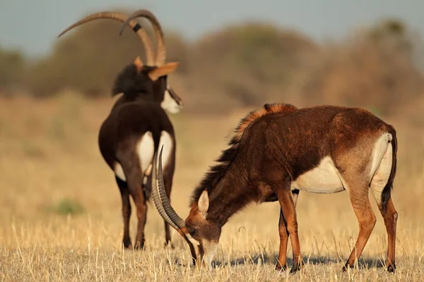 Sable antelopes — Stock Photo, Image