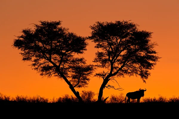 Albero e gnu silhouette — Foto Stock