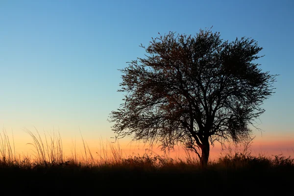 Pôr do sol com árvore silhueta — Fotografia de Stock