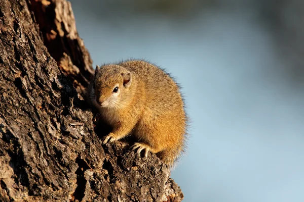 Esquilo de árvore — Fotografia de Stock