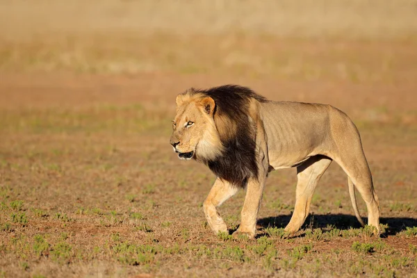 Wandelen Afrikaanse leeuw — Stockfoto