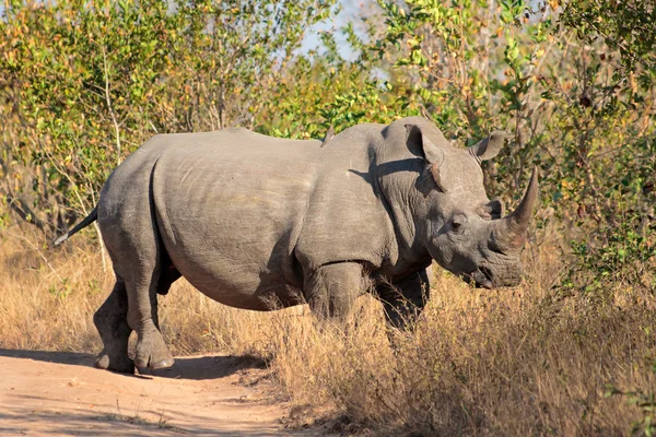 Breitmaulnashorn — Stockfoto