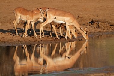 Impala antilop içme