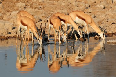 Springbok antilop ziyarette200