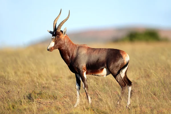 Antilope di Blesbok — Foto Stock