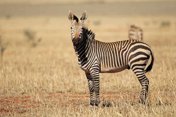 Hartmanns zebra da montanha — Fotografia de Stock