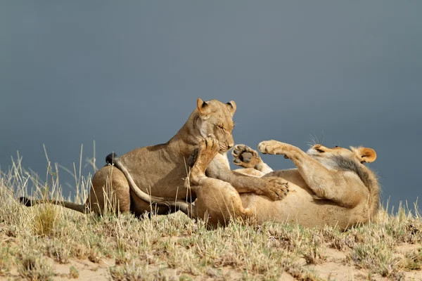 Игривые африканские львы — стоковое фото