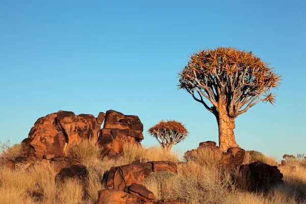 Quiver tree landschap — Stockfoto