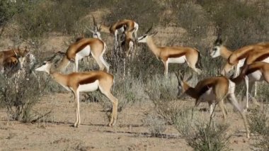 Springbok antilop besleme