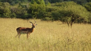 erkek Impala antilop