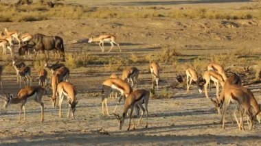 springbok antilop besleme