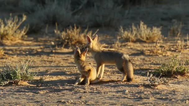 Cape foxes — Stock Video