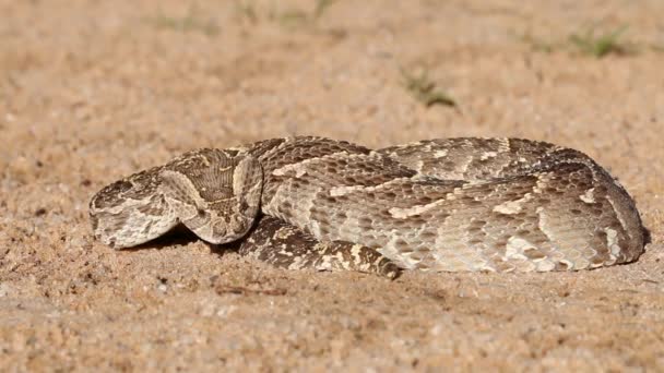 Defensieve puff adder — Stockvideo