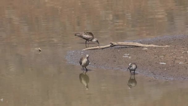 Hadeda ibis — Stok video