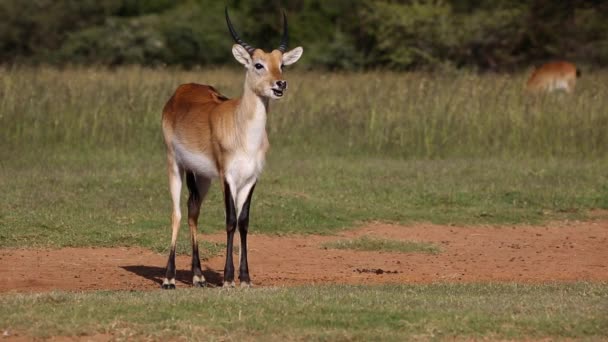 红色 lechwe 羚羊 — 图库视频影像
