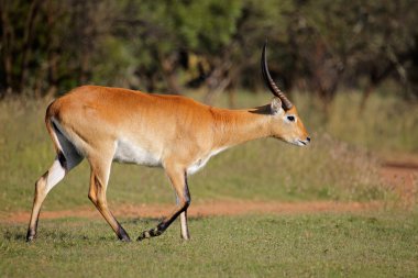 Kırmızı lechwe antilop