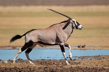 Gemsbok antilop çalışan