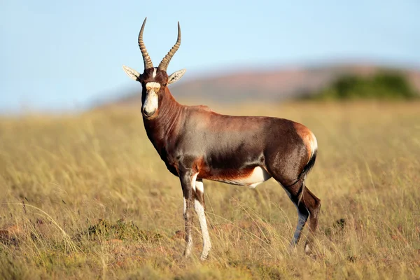 Antilope di Blesbok — Foto Stock