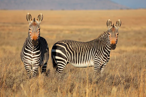 Cape berg zebror — Stockfoto