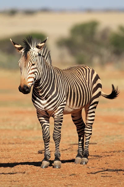 Zebra górska hartmanns — Zdjęcie stockowe