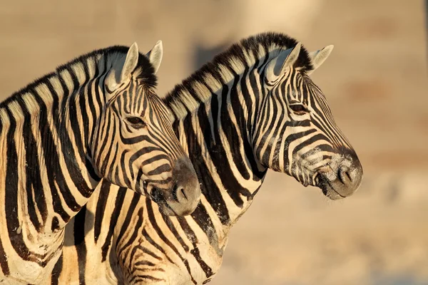 Plains Zebras portrait — Stock Photo, Image