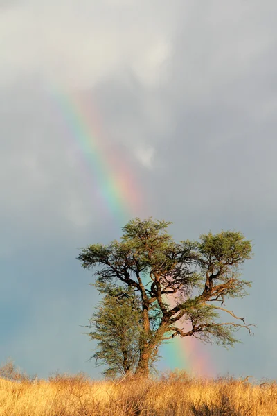 Regenbogenlandschaft — Stockfoto