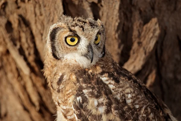 Spotted eagle-owl — Stock Photo, Image