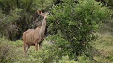 kudu antilop besleme