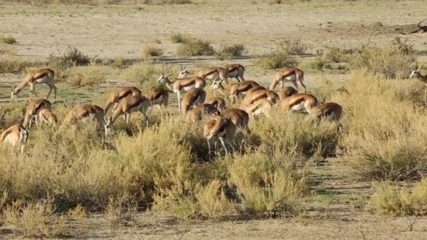 Springbok antilopes se nourrissant — Video