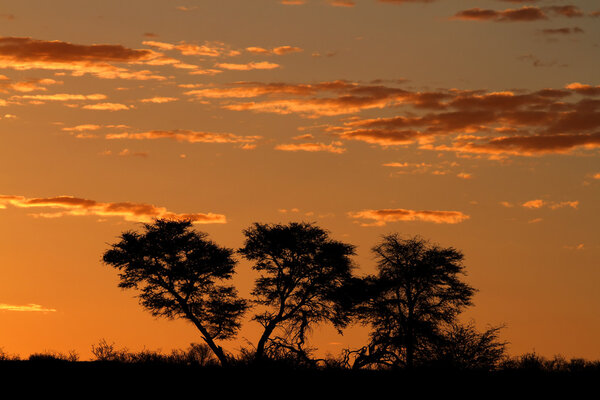 Sunset with silhouetted African Acacia trees and clouds, Kalahari desert, South Afric