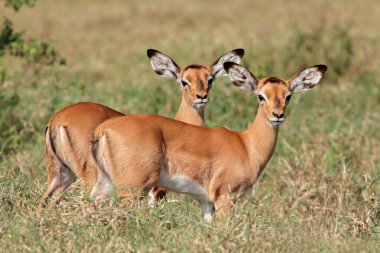 Impala antilop kuzular