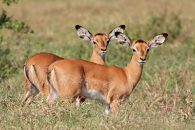 Impala antelope lambs clipart