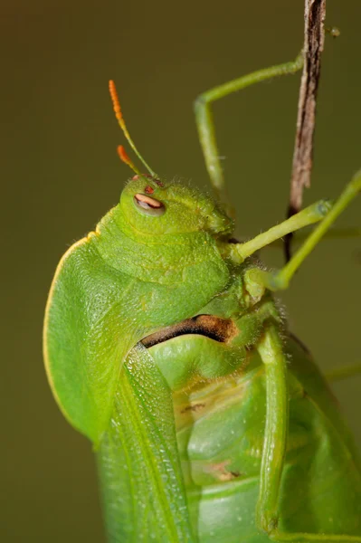 Bladder grasshopper — Stock Photo, Image