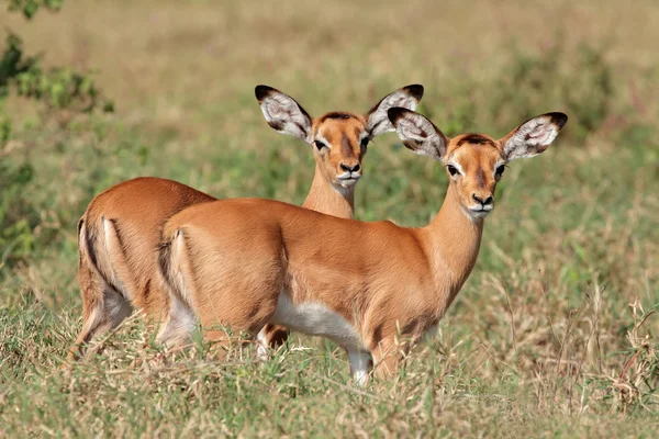 Cordeiros do antílope Impala — Fotografia de Stock