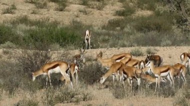 Springbok antilop besleme