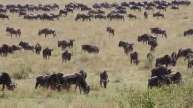 wildebeest göç