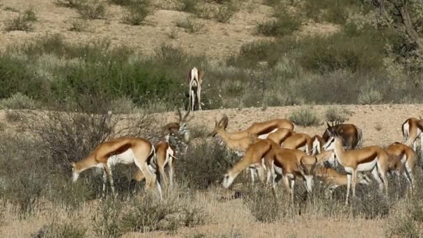 Alimentación de antílopes springbok — Vídeos de Stock